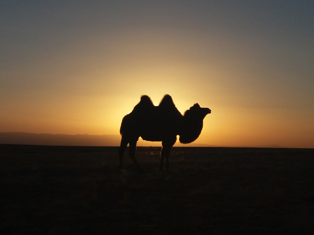 Gobi 7 Days — Khongoryn Els Tour
